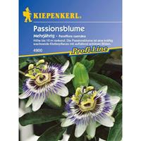 KIEPENKERL Passiflora caerulea Passionsblume