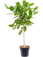 Ficus Audrey op stam 150 cm