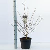 Plantenwinkel.nl Magnolia struik Stellata - 80 - 100 cm - 5 stuks