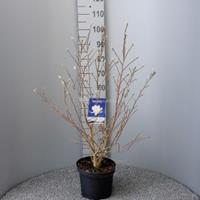 Plantenwinkel.nl Magnolia struik Stellata Royal Star - 80 - 100 cm - 5 stuks