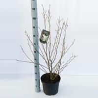 Plantenwinkel.nl Magnolia struik Loeberni Merrill - 80 - 100 cm - 5 stuks
