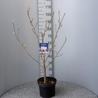 Plantenwinkel.nl Magnolia struik Soulangeana - 80 - 100 cm - 5 stuks