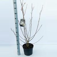 Plantenwinkel.nl Magnolia struik Soulangeana Rickii - 5 stuks