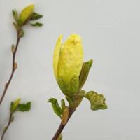 Plantenwinkel.nl Magnolia struik Daphne - 175 - 200 cm - 1 stuks