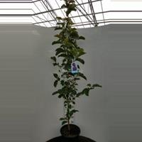 Plantenwinkel.nl Magnolia struik Genie - 175 - 200 cm - 1 stuks