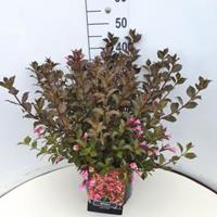 Plantenwinkel.nl Weigela Florida struik Foliis Purpureis - 60 - 80 cm - 5 stuks