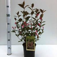 Plantenwinkel.nl Weigela Florida struik Nana Purpurea - 80 - 100 cm - 5 stuks