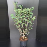 Plantenwinkel.nl Magnolia struik Sieboldii - 100 - 125 cm - 5 stuks