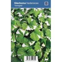Plantenwinkel.nl Hondsdraf (glechoma hederacea Variegata) schaduwplant - 12 stuks