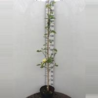 Plantenwinkel.nl Magnolia struik Daphne - 150 - 175 cm - 1 stuks
