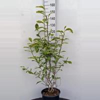 Plantenwinkel.nl Magnolia struik Soulangeana - 100 - 125 cm - 1 stuks