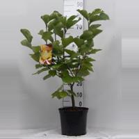 Plantenwinkel.nl Magnolia struik Elizabeth - 6 stuks