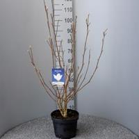 Plantenwinkel.nl Magnolia struik Soulangeana Superba - 5 stuks