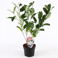 Plantenwinkel.nl Magnolia struik Stellata - 100 - 125 cm - 5 stuks