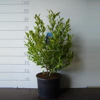 Plantenwinkel.nl Magnolia struik Stellata - 50 - 70 cm - 5 stuks