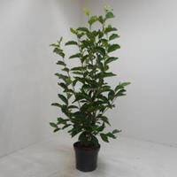 Plantenwinkel.nl Magnolia struik Soulangeana - 125 - 150 cm - 4 stuks