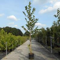 Plantenwinkel.nl Magnolia struik Heaven Scent - 200 - 250 cm - 4 stuks