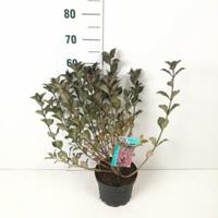 Plantenwinkel.nl Weigela Florida struik Foliis Purpureis - 40 - 50 cm - 7 stuks