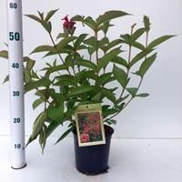 Plantenwinkel.nl Weigela struik Bristol Ruby - 40 - 50 cm - 12 stuks