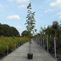 Plantenwinkel.nl Magnolia struik Loeberni Merrill - 200 - 250 cm - 4 stuks