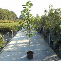 Plantenwinkel.nl Magnolia struik Galaxy - 175 - 200 cm - 4 stuks