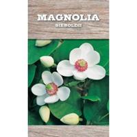 Plantenwinkel.nl Magnolia struik Sieboldii - 80 - 100 cm - 4 stuks