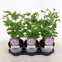 Plantenwinkel.nl Hibiscus syriacus Lavender Chiffon - 40 cm - 3 stuks