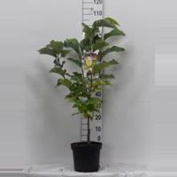 Plantenwinkel.nl Magnolia struik Brooklynensis Yellow Bird - 60 - 80 cm - 6 stuks