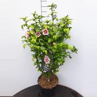 Plantenwinkel.nl Hibiscus syriacus Hamabo - 60 - 80 cm - 5 stuks