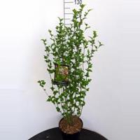 Plantenwinkel.nl Hibiscus syriacus Lavender Chiffon - 100 - 120 cm - 5 stuks