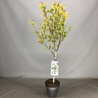 Plantenwinkel.nl Magnolia struik Loeberni Leonard Messel op stam - 3 stuks