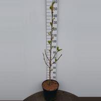 Plantenwinkel.nl Magnolia struik Daybreak - 125 - 150 cm - 1 stuks