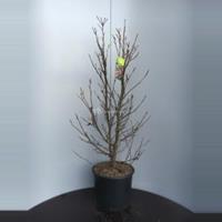 Plantenwinkel.nl Magnolia struik Susan - 90 - 110 cm - 4 stuks