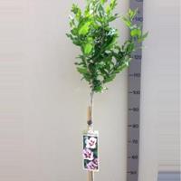 Plantenwinkel.nl Hibiscus syriacus Hamabo op stam - Stam 110cm - 8 stuks