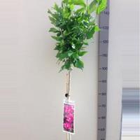 Plantenwinkel.nl Hibiscus syriacus Woodbridge op stam - Stam 110 cm - 8 stuks