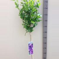 Plantenwinkel.nl Hibiscus syriacus Oliseau Blue op stam - Stam 110 cm - 8 stuks