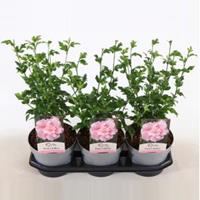 Plantenwinkel.nl Hibiscus syriacus Pink Chiffon - 40 cm - 3 stuks