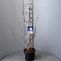 Plantenwinkel.nl Magnolia struik Betty - 5 stuks