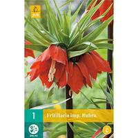 Fritillaria imperialis rubra 1 bol