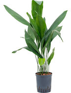Aspidistra elatior 80 cm (Hydroplant)