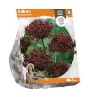 Baltus Bloembollen Baltus Allium Atropurpureum bloembollen per 3 stuks