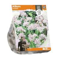 Baltus Bloembollen Baltus Allium Cameleon bloembollen per 10 stuks