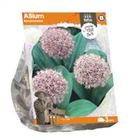 Baltus Bloembollen Baltus Allium Karatviense bloembollen per 3 stuks