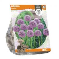 Baltus Bloembollen Baltus Allium Lucy Ball bloembollen per 1 stuks