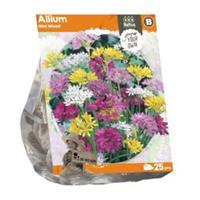 Baltus Bloembollen Baltus Allium Mini Mixed bloembollen per 25 stuks