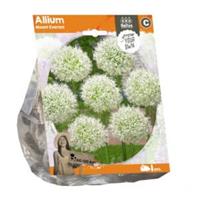 Baltus Bloembollen Baltus Allium Neopolitanum bloembollen per 5 stuks