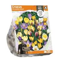 Baltus Bloembollen Baltus Crocus Chrysanthus Mix bloembollen per 20 stuks