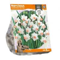 Baltus Bloembollen Baltus Narcissus Cyclamineus Cha-Cha bloembollen per 5 stuks