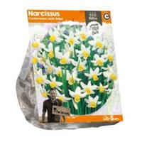 Baltus Bloembollen Baltus Narcissus Cyclamineus Jack Snipe bloembollen per 5 stuks