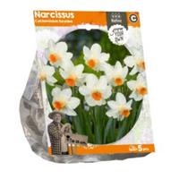 Baltus Bloembollen Baltus Narcissus Cyclamineus Kaydee bloembollen per 5 stuks